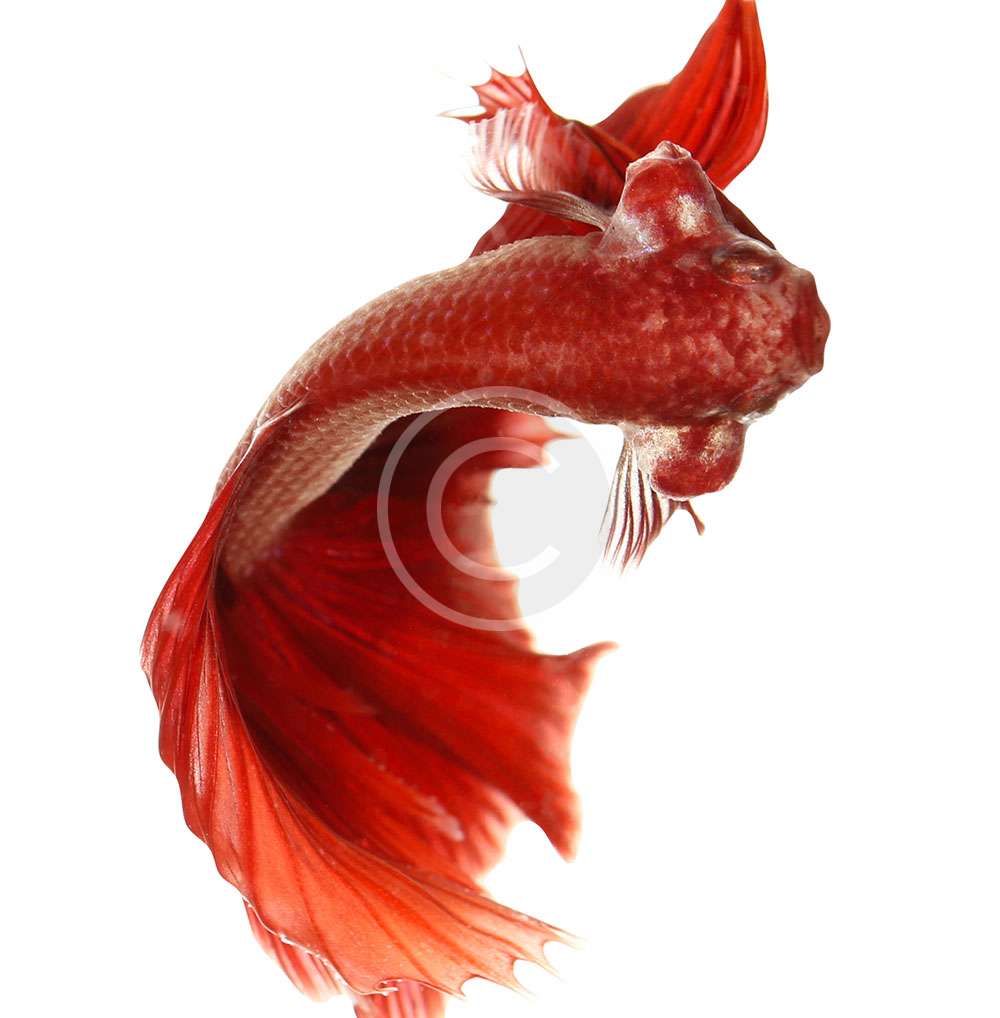 Veaha Fish image-15 – Pier Aquatics