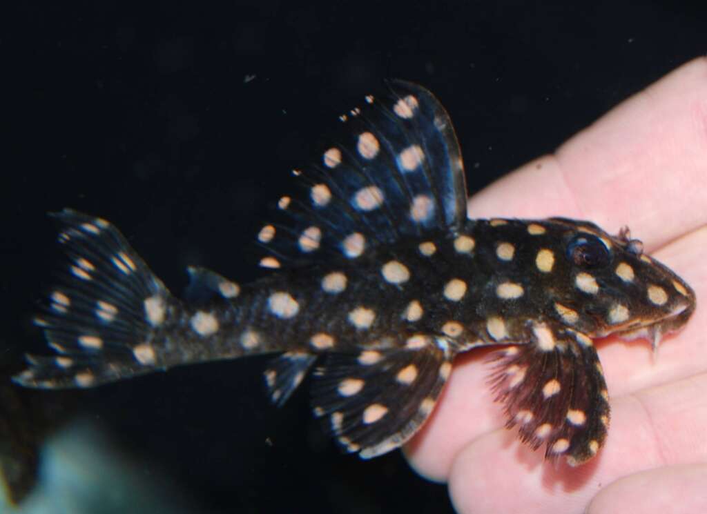 Hypancistrus contradens PAIR