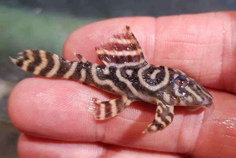 L340 wild pair (Hypancistrus sp.)