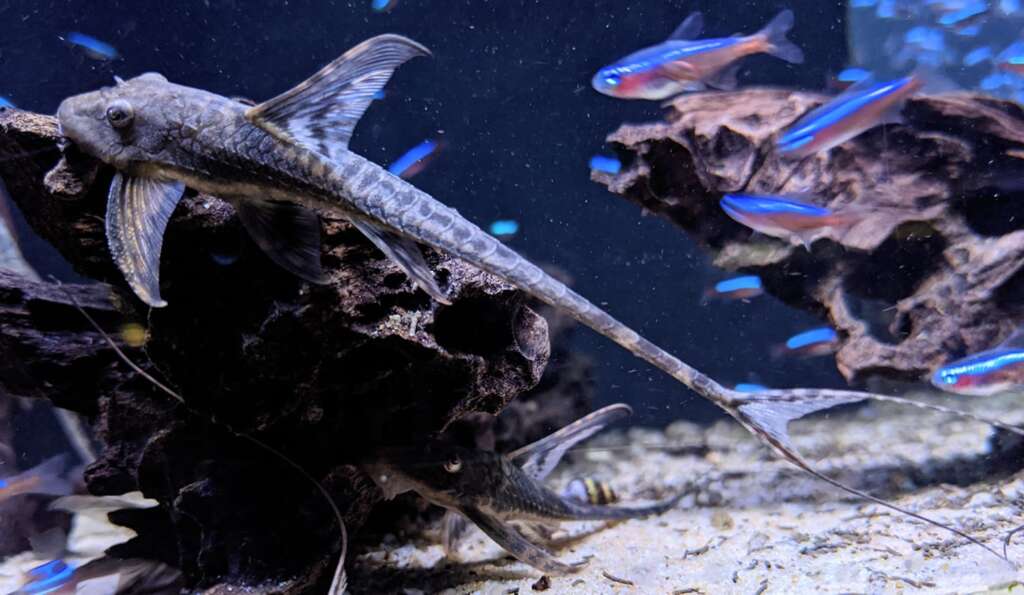 Lamonticthys llanero