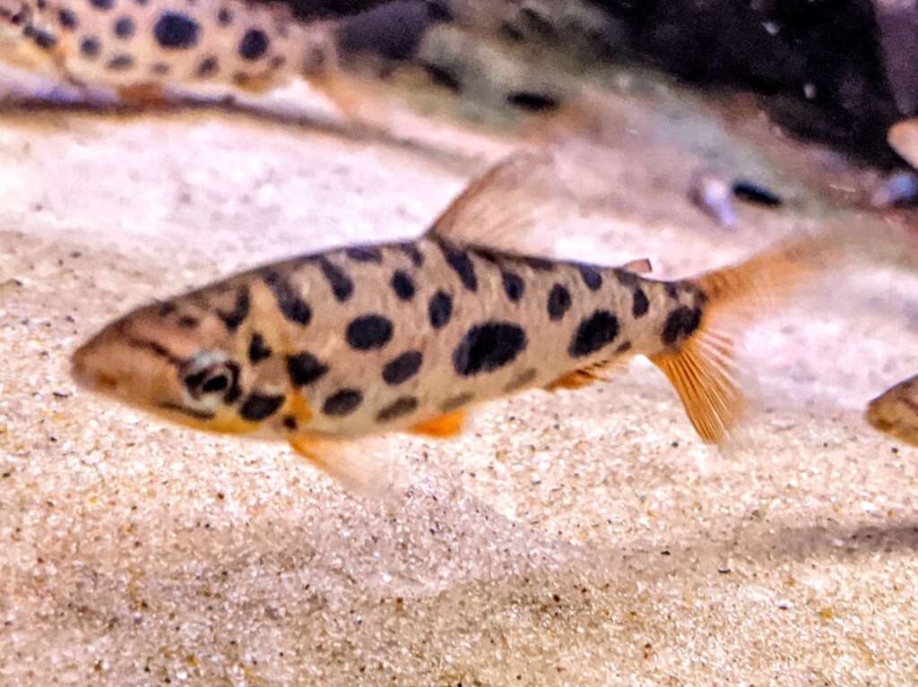Leporinus sp 'Strawberry'