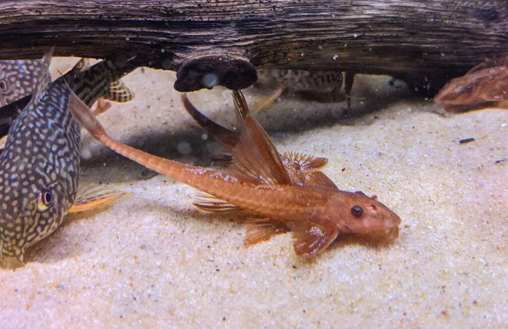 Red Lizard Whiptail
