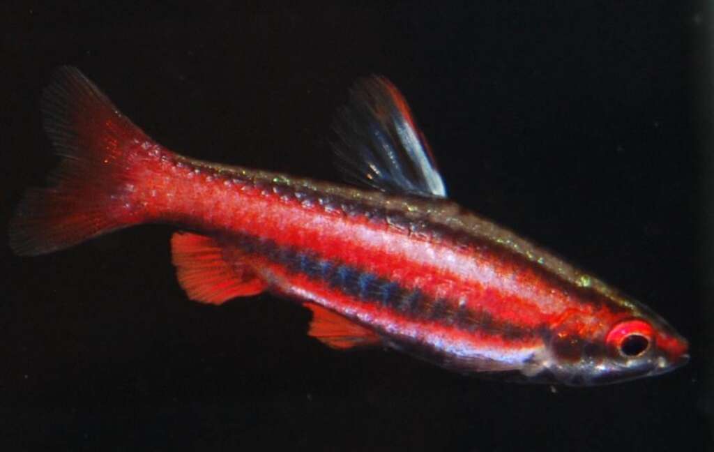 Red Pencilfish WILD PAIR