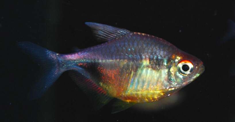 wildprettytetra Pretty Tetra WILD
