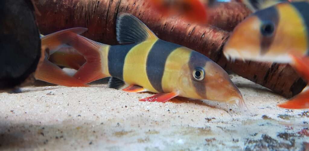 6-7"clown loach (Chromobotia macracanthus)