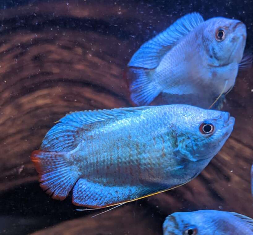 cobaltdwarf Blue Cobalt Dwarf Gourami