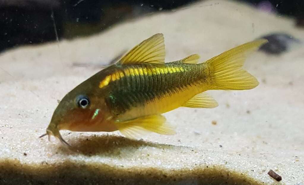 Gold Lazer Cory