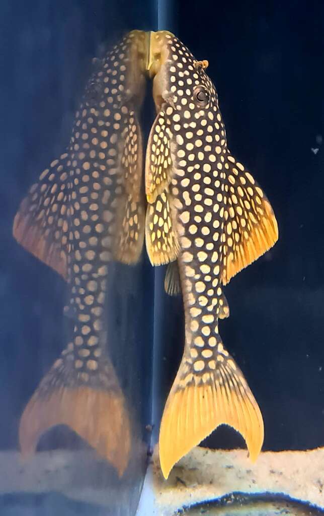 L14 Sunshine Pleco 14-16cm