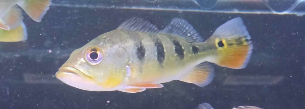 Monoculus Peacock Bass ***COLLECTION ONLY***