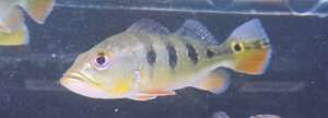 Monoculus Peacock Bass ***COLLECTION ONLY***