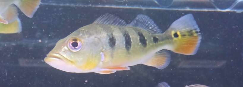monculus bass Monoculus Peacock Bass ***COLLECTION ONLY***