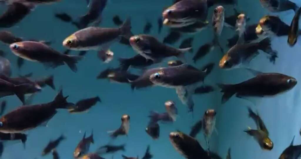 Black Emperor Tetra