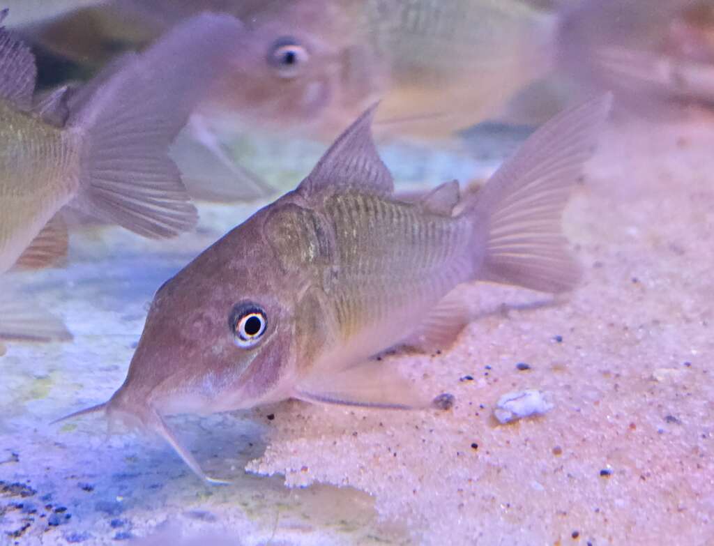 Brochis splendens