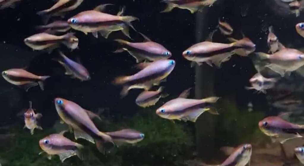 1x Emperor Tetras (Nematobrycon palmeri)