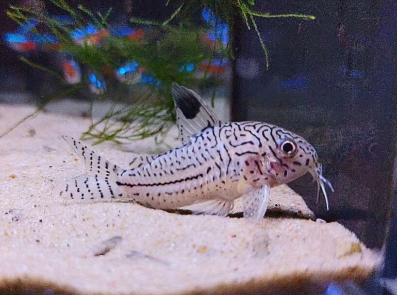 leopardcory Leopard Corydoras (Trilineatus)