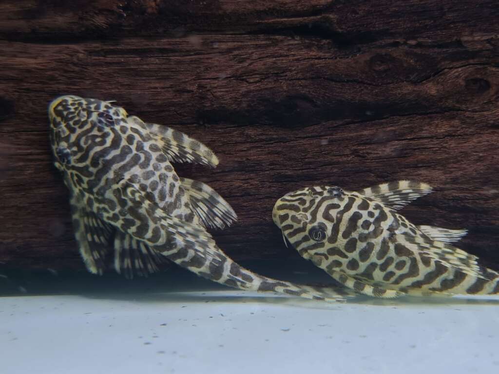 L134 Rio Jamanxim - Leopard Frog Pleco (Peckoltia sp.) PAIR