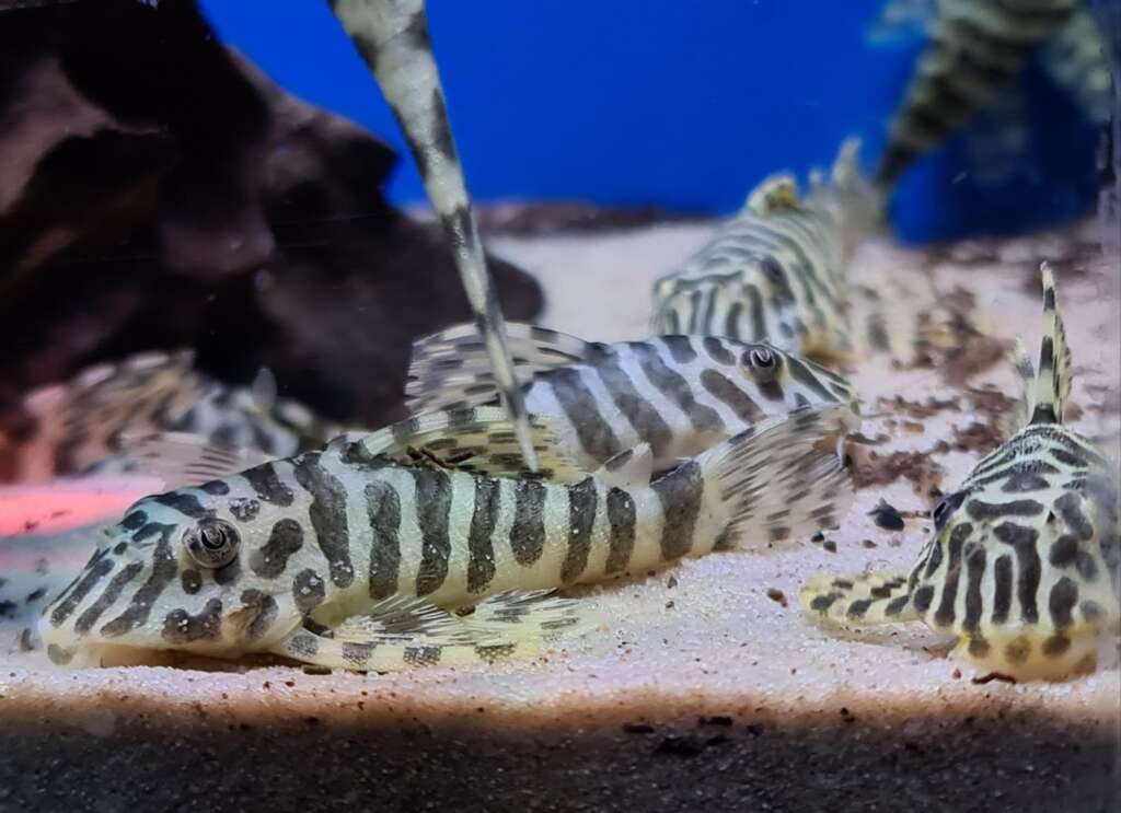 L134 Leopard Frog Pleco (Peckoltia sp.) PAIR