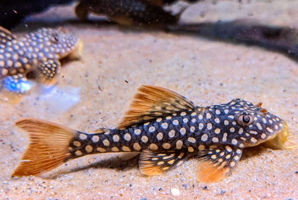 L14 Sunshine Pleco Small (Scobinancistrus aureatus)
