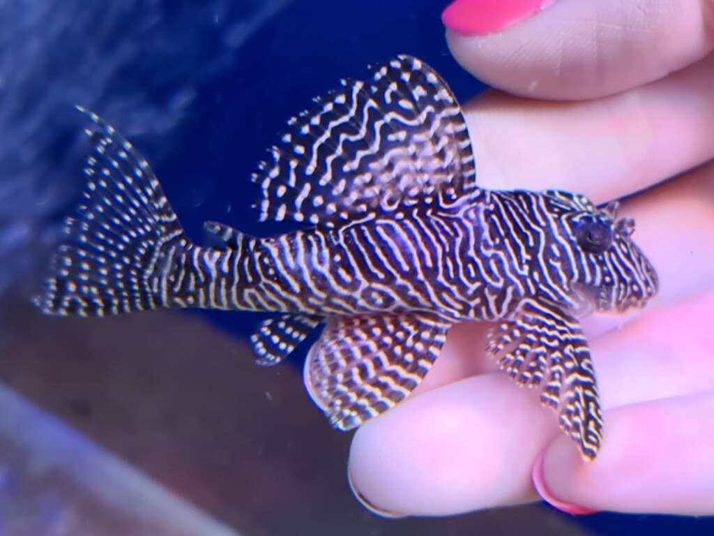 L260 Queen Arabesque  PAIR (2x fish)