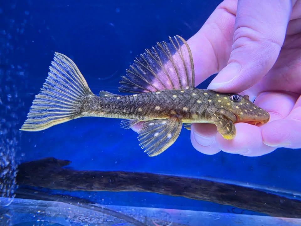 Hypostomus luteus