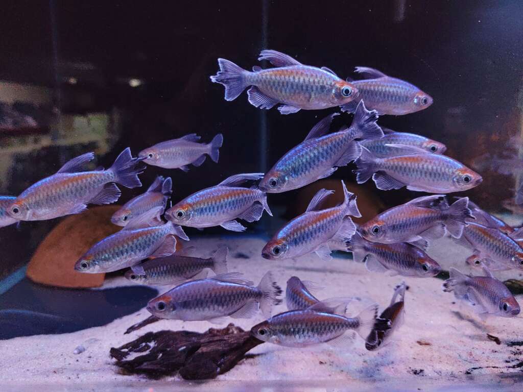 4x Congo Tetra *Small* (Phenacogrammus interruptus)