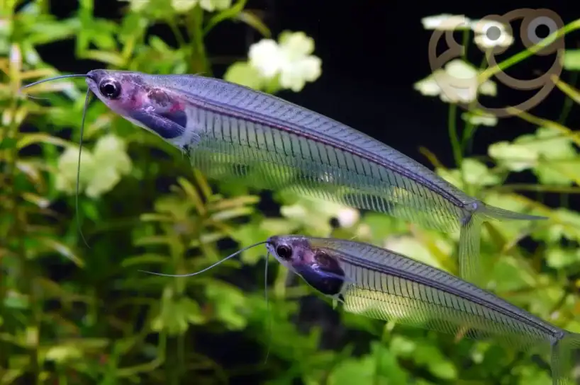 glass-catfish-6 Glass Catfish