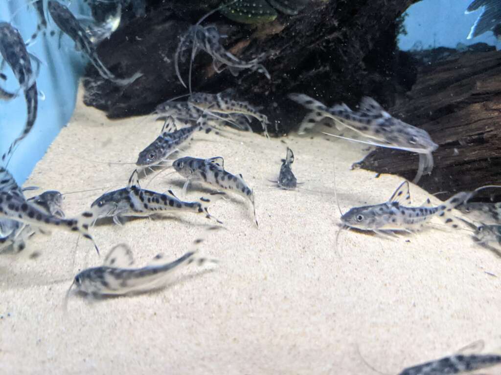 Pictus Catfish