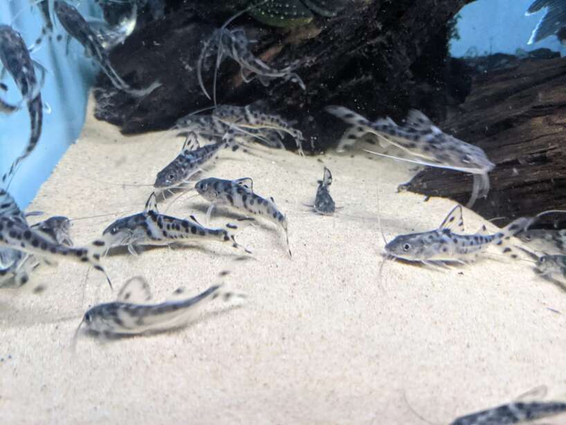 pictuscats Pictus Catfish