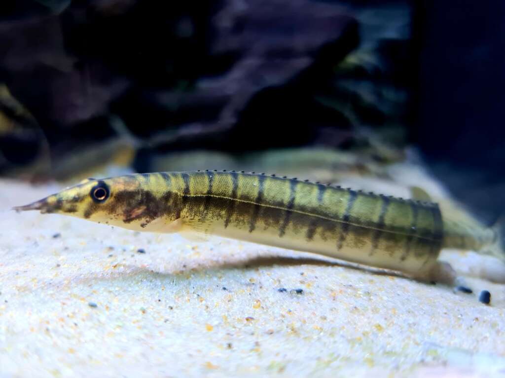 Zebra Eel