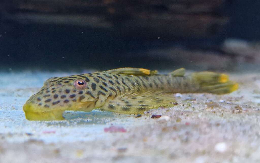 L244 (Pseudolithoxus dumus)