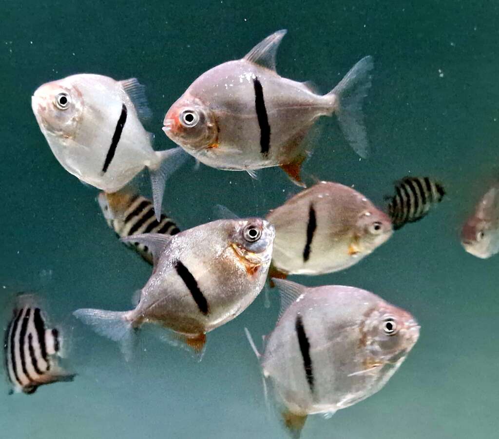 x4 Thin bar dollars (Myleus Schomburgkii)