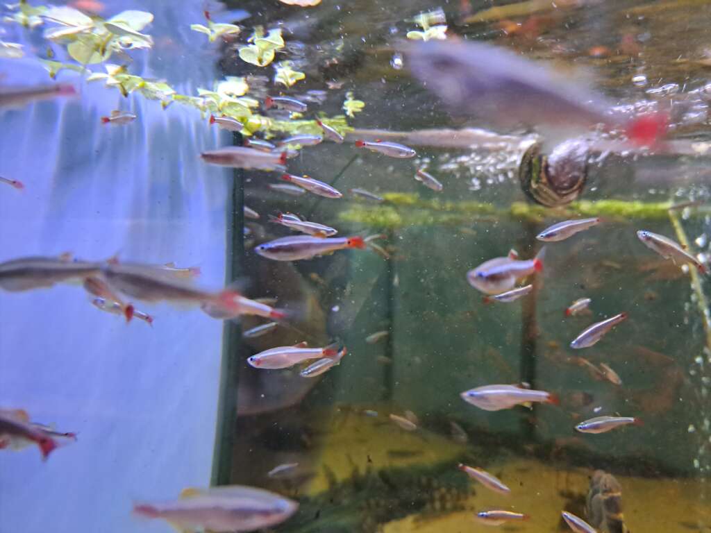 5x White Cloud Mountain Minnows