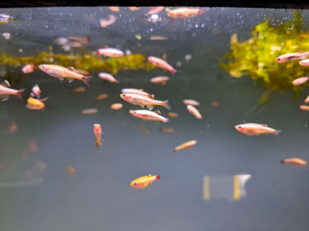 4x Gold White Cloud Mountain Minnows