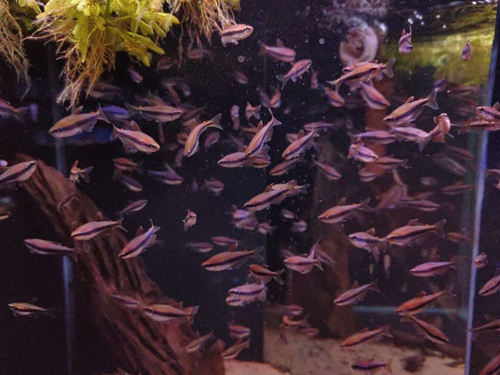 6x Blue Emperor Tetra (Inpaichthys kerri)