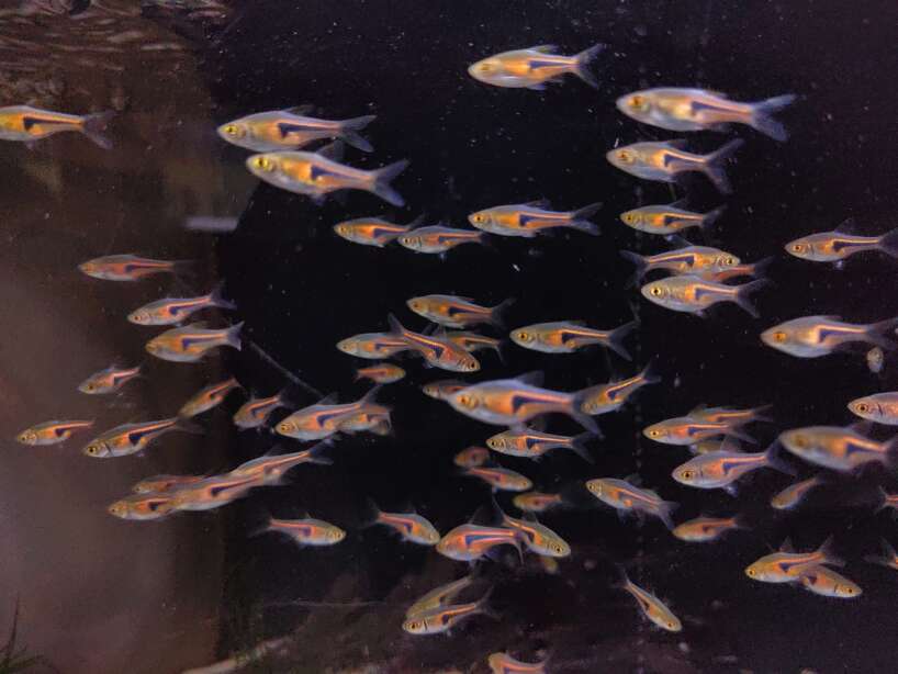 281742927_5432524286809557_6948049020083013802_n 8x Hengeli Rasbora (Trigonostigma hengeli)