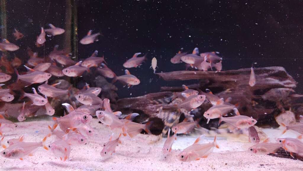6x White fin Rosy Tetra (Hyphessobrycon rosaceus)