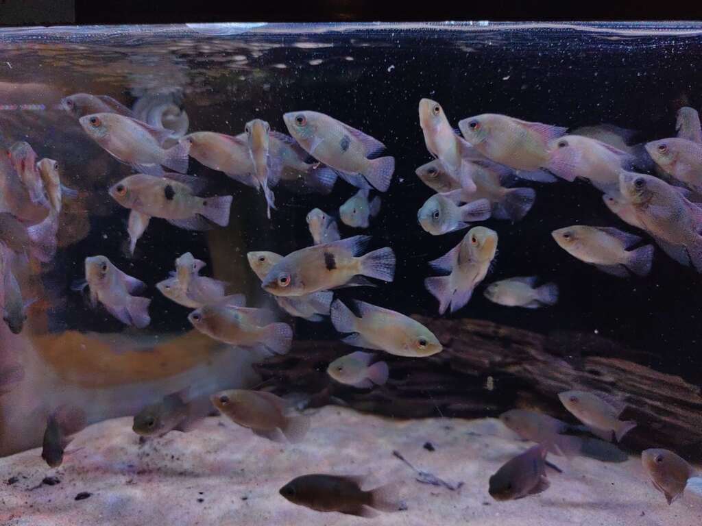 Chocolate Cichlid (Hypselecara temporalis)