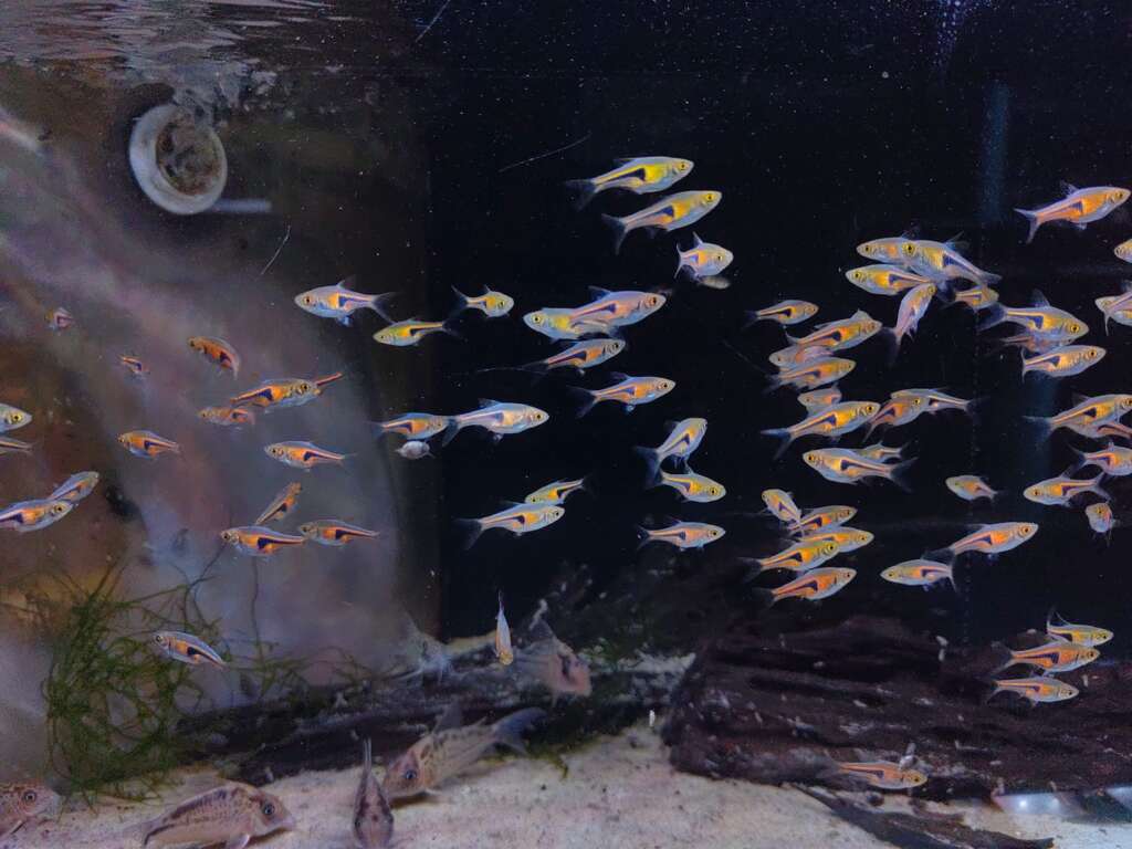 6x Espei Rasbora (Trigonostigma espei)