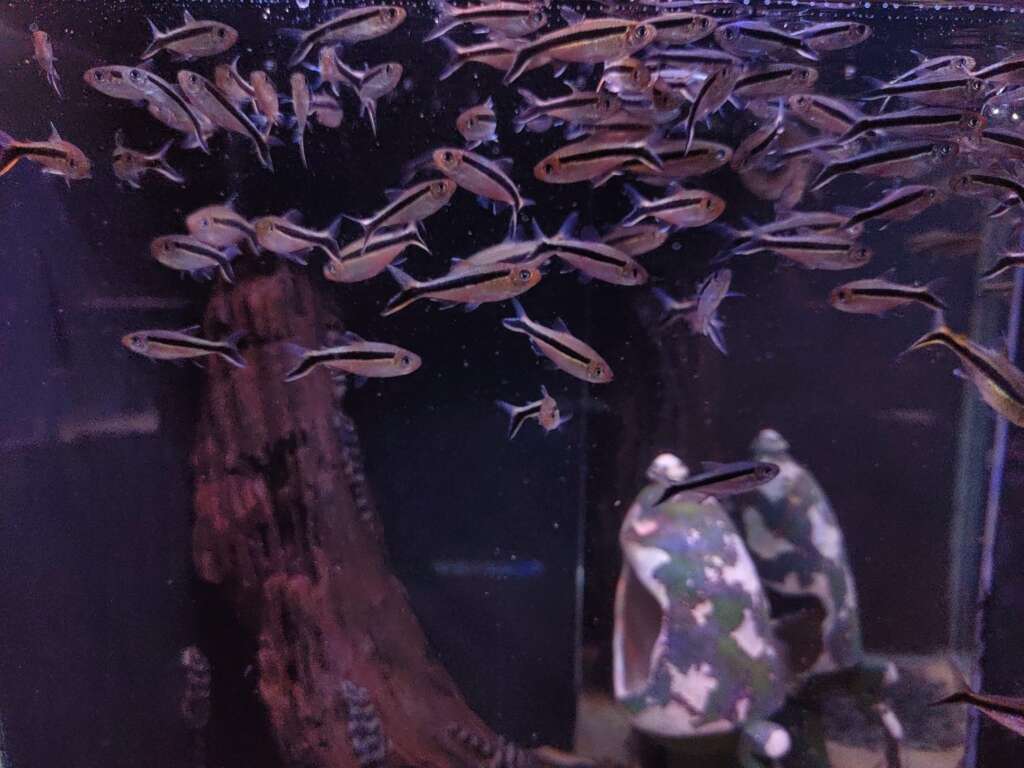 6x Penguin Tetra (Thayeria boehlkei)