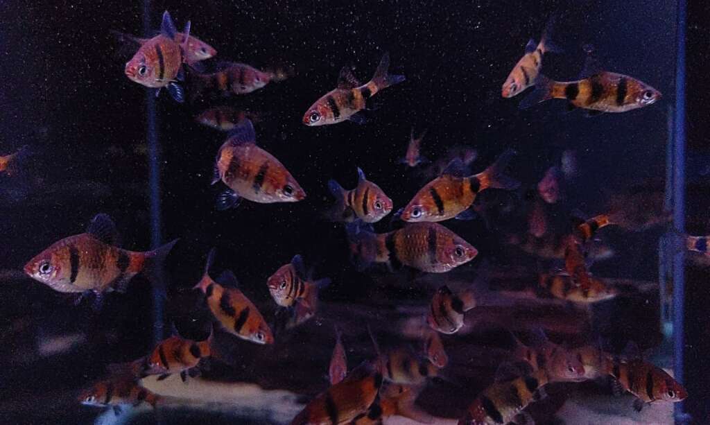 PAIR Black Ruby Barb (Pethia nigrofasciata)