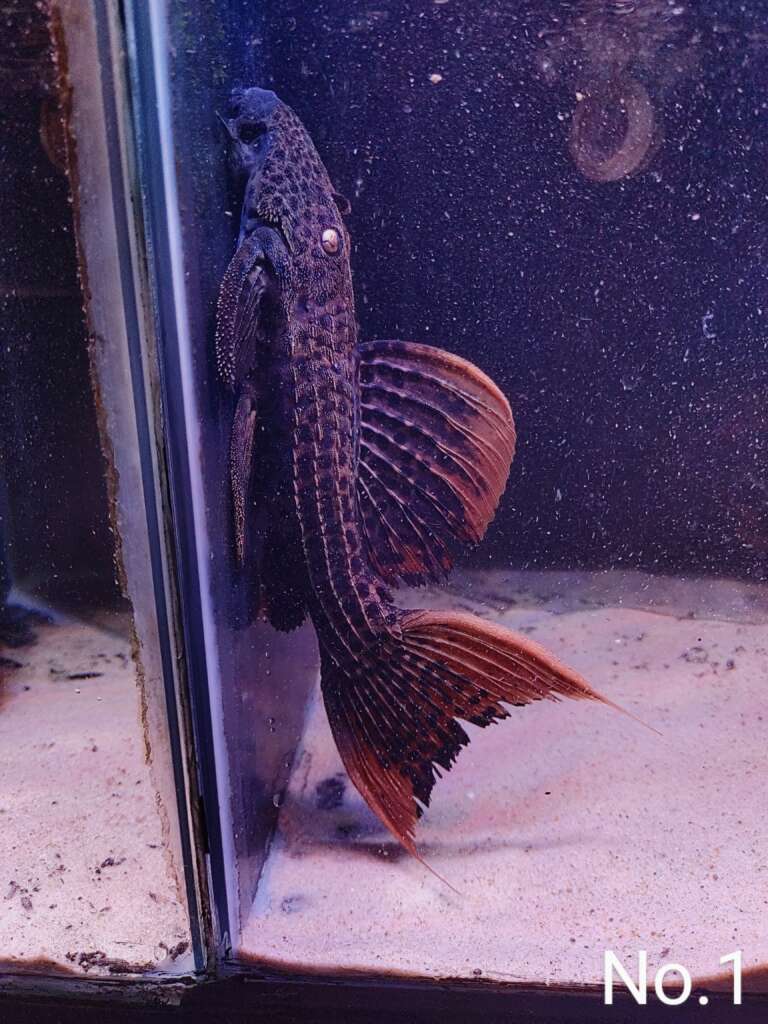L25 'Scarlet' Cactus Pleco Pseudacanthicus 10-12cm