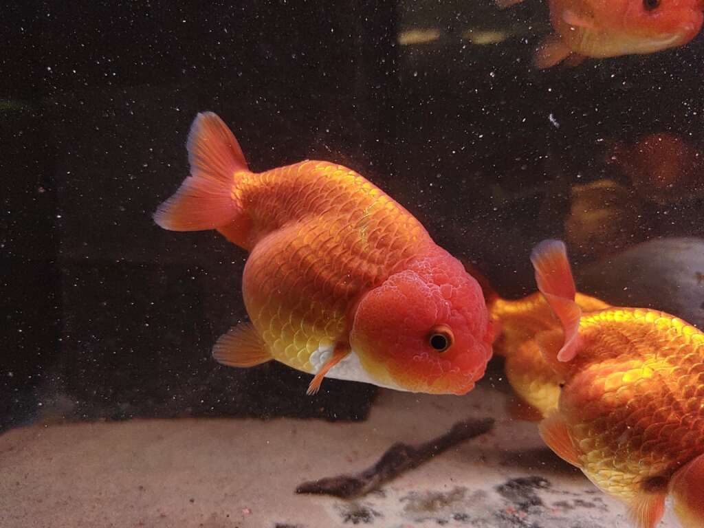 Ranchu goldfish1.5"