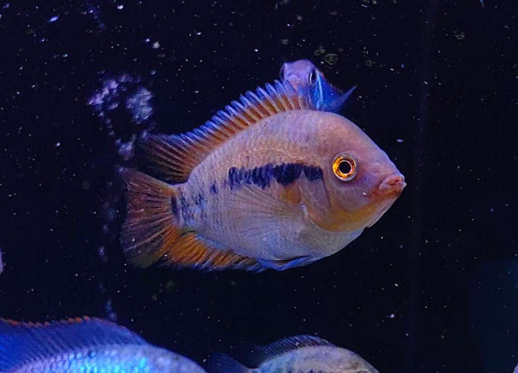 Rainbow Cichlid (Archocentrus multispinosus)