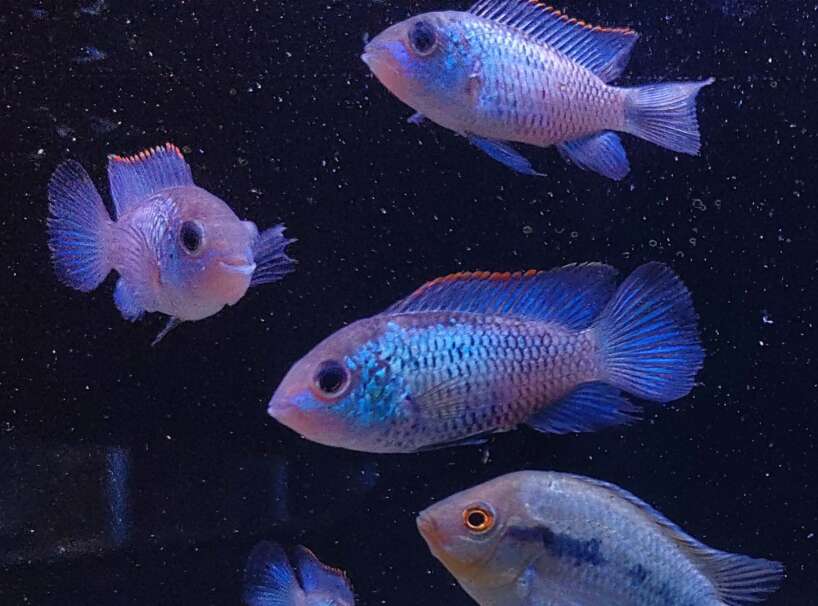IMG_20220617_125334~2 Electric Blue Acara (Andinoacara pulcher)