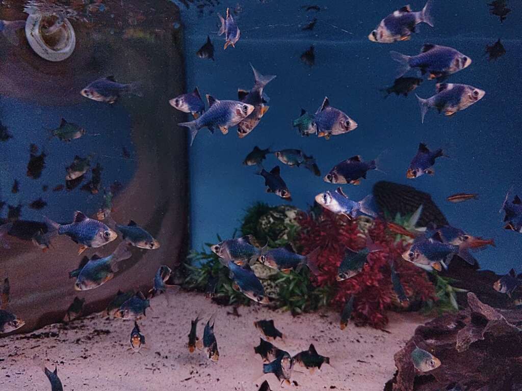 5x Green Tiger Barb (Puntius Tetrazona)
