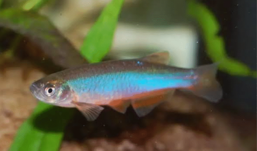 rose danio 6x Rose Danio (Danio roseus)