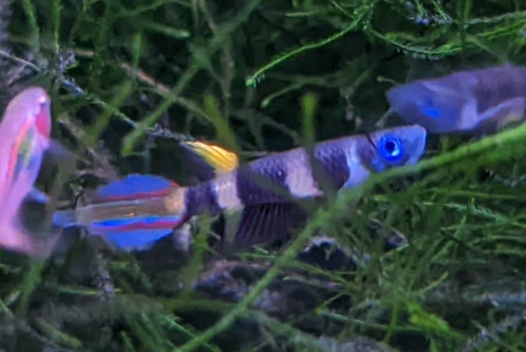 293197006_5603337809728203_4858532031734696487_n 3x rocket panchax (Epiplatys annulatus)