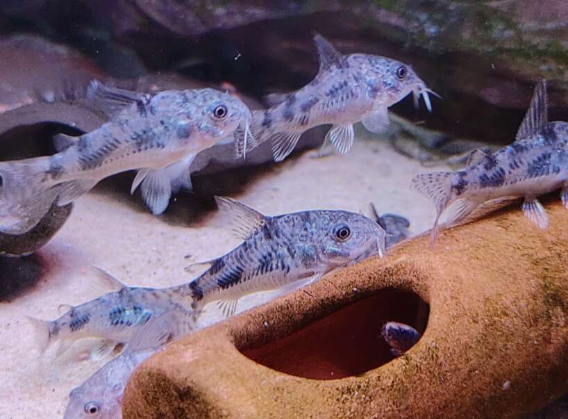 IMG_20220712_150300MP~2 5x Peppered Cory Medium (Corydoras paleatus)