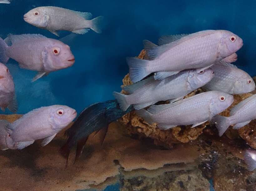 IMG_20220715_134901~2 Snow white Cichlid (Pseudotropheus Socolofi)