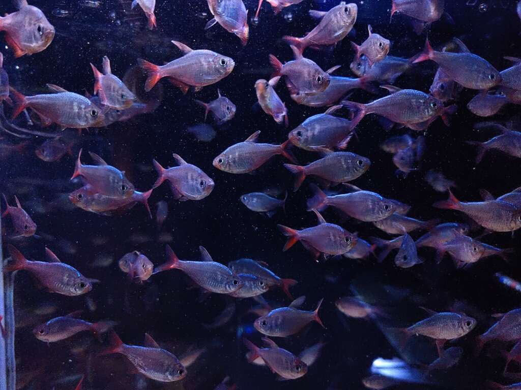 6x Colombian Redfin tetra (Hyphessobrycon colombianus)